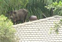 post-18822-0-93345400-1295236049_thumb.j