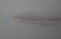 post-55211-0-10218700-1295194991_thumb.j