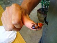 post-74166-0-79064100-1295765489_thumb.j