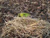 post-108598-0-45363500-1325543228_thumb.