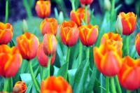 post-21351-0-15176700-1325991055_thumb.j