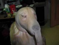 post-37101-0-69172000-1325612794_thumb.j