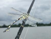 post-126208-0-43531200-1358333957_thumb.