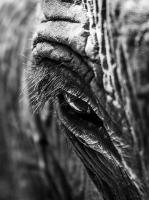 post-146075-0-47861800-1358413643_thumb.