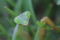 post-146075-0-61728300-1358408232_thumb.