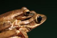 post-146075-0-95692100-1358409641_thumb.