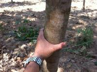 post-149310-0-90094100-1357618580_thumb.