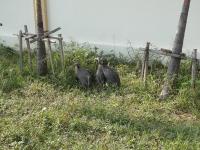 post-14979-0-62782300-1358244040_thumb.j