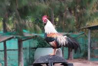 post-151257-0-98139800-1357308033_thumb.