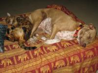 post-157118-0-81674300-1358957184_thumb.