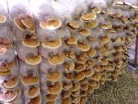 post-37242-0-90621800-1357811374_thumb.j