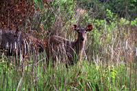 post-40226-0-01235100-1357784321_thumb.j