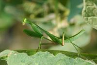 post-40226-0-16657200-1357533184_thumb.j