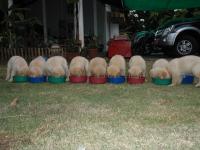 post-40226-0-84538700-1359007978_thumb.j