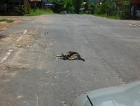 post-46292-0-63952300-1358212277_thumb.j