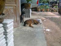 post-70928-0-05318400-1359284322_thumb.j