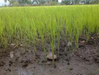 post-70928-0-25505600-1358185478_thumb.j