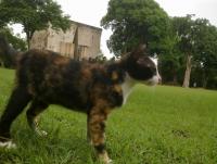 post-70928-0-38744100-1357759573_thumb.j