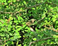 post-12069-0-02457800-1389877827_thumb.j