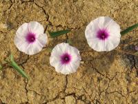 post-12069-0-19580100-1389073209_thumb.j