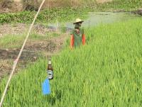 post-12069-0-46372800-1390997893_thumb.j