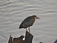 post-12069-0-52145800-1390101743_thumb.j