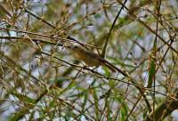 post-12069-0-58852500-1389158270_thumb.j