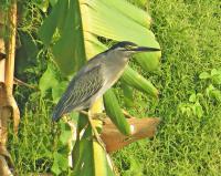 post-12069-0-71848100-1388824117_thumb.j