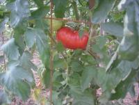 post-137554-0-61528900-1388969564_thumb.