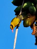 post-146250-0-37254600-1389150577_thumb.