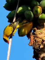 post-146250-0-40086500-1389150555_thumb.