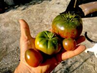 post-37242-0-36024000-1388995451_thumb.j