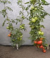 post-37242-0-48704600-1390721312_thumb.j