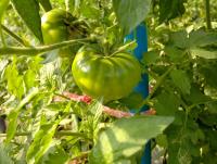 post-37242-0-56048700-1388995328_thumb.j