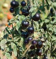 post-37242-0-71679900-1390721378_thumb.j