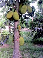 post-37242-0-85568400-1391026923_thumb.j