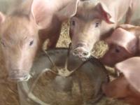 post-56811-0-87327800-1391147890_thumb.j