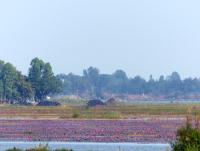 post-102759-0-87029900-1421572224_thumb.