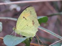 post-12069-0-05825000-1422494963_thumb.j