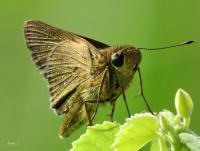 post-12069-0-27930700-1421645169_thumb.j