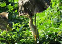 post-12069-0-29835500-1421313507_thumb.j