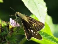 post-12069-0-55366800-1422070240_thumb.j