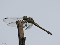 post-12069-0-64487400-1420867905_thumb.j