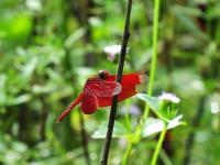 post-12069-0-70191600-1420498079_thumb.j