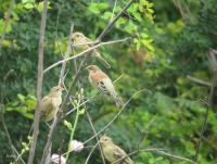 post-12069-0-76418400-1420869181_thumb.j