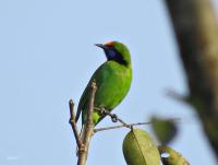 post-12069-0-93440300-1421984941_thumb.j