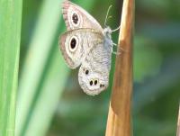 post-12069-0-93449400-1422684448_thumb.j