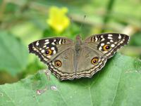 post-12069-0-95094200-1421210481_thumb.j