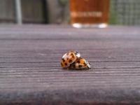 post-12676-0-97700400-1421941080_thumb.j