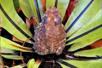 post-146250-0-33087300-1422437940_thumb.